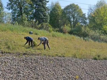 sadzenie zawil. wielk. 10.25. 53, 